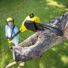 Best Stump Grinding and Removal  in Elkhart, KS