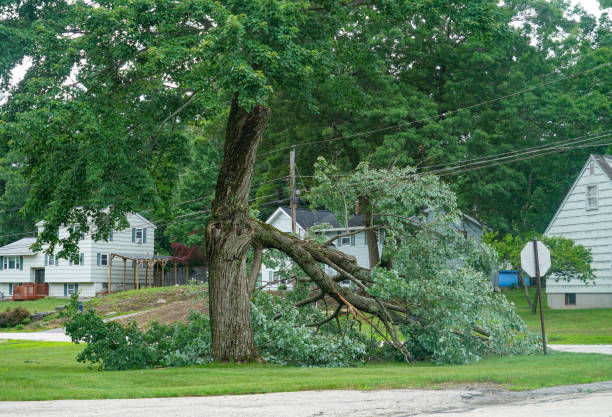 How Our Tree Care Process Works  in  Elkhart, KS